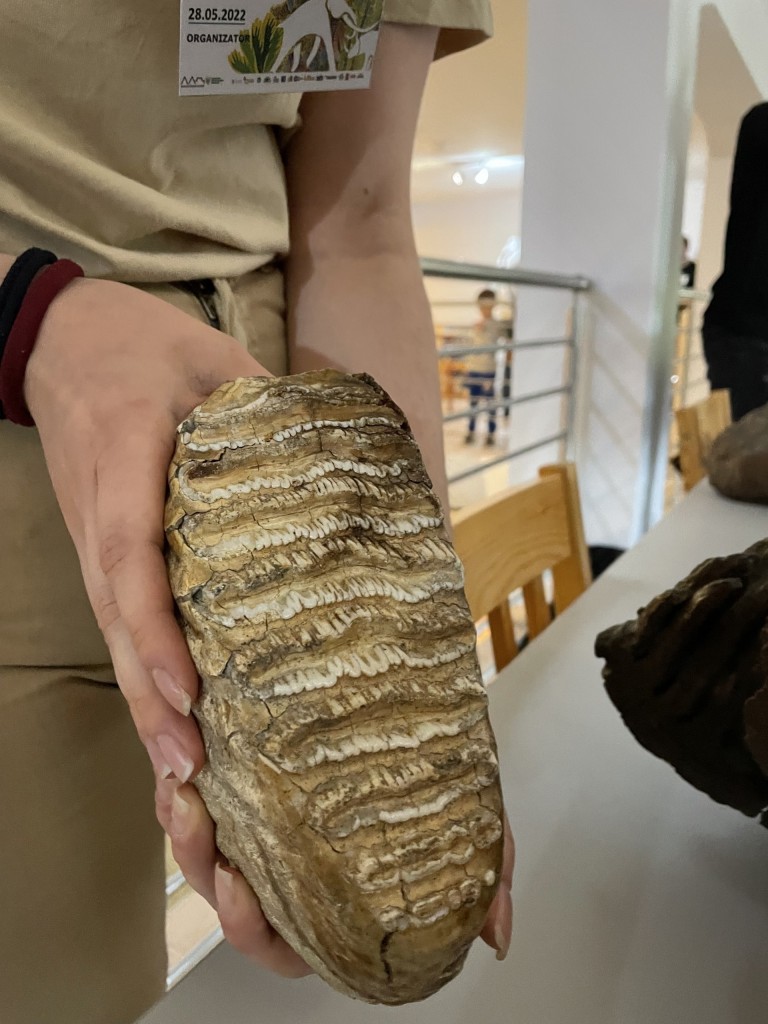 Giganci plejstocenu. W Muzeum Okręgowym w Koninie bliskie spotkania z paleontologią