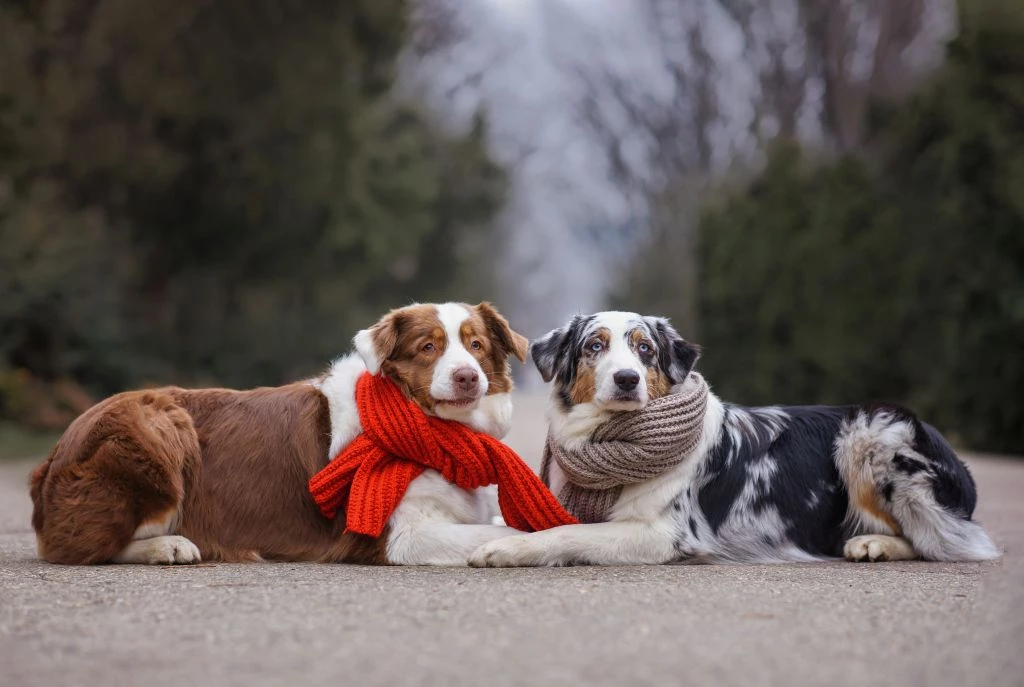Apel do właścicieli psów: pilnujcie swoich czworonogów